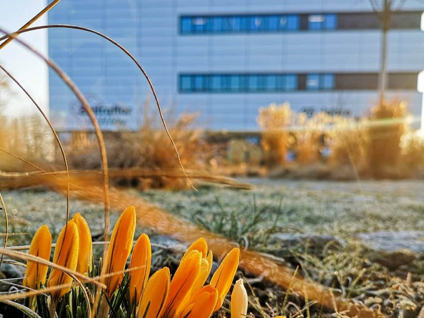 (opens enlarged image) Spring at HNU. (opens enlarged image)