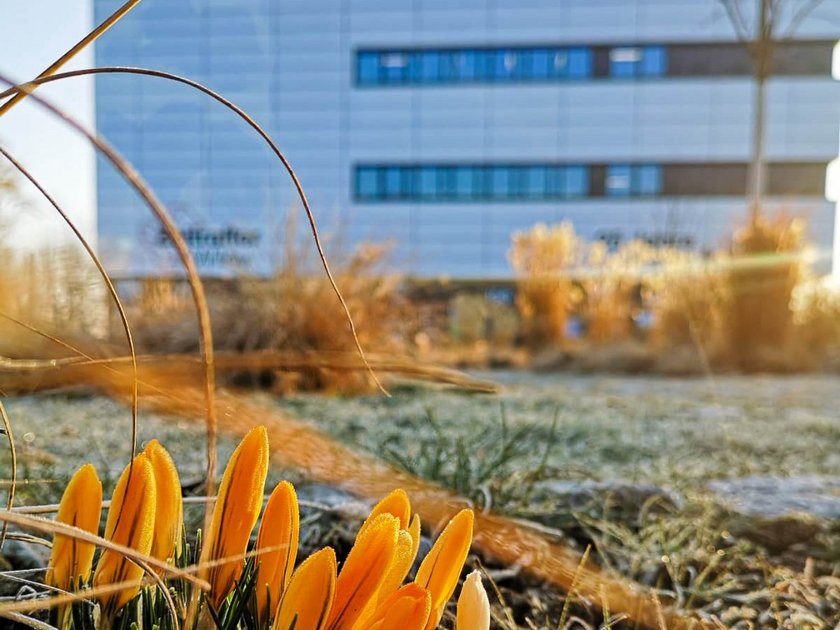 (öffnet Vergrößerung des Bildes) Frühling an der HNU. (öffnet Vergrößerung des Bildes)