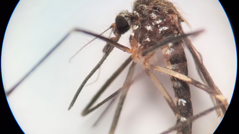 Asiatische Buschmücke (Aedes japonicus)