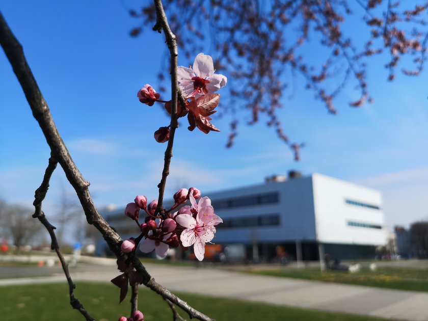 (opens enlarged image) Kirschblüten an einem Baum vor der Hochschule Neu-Ulm (opens enlarged image)